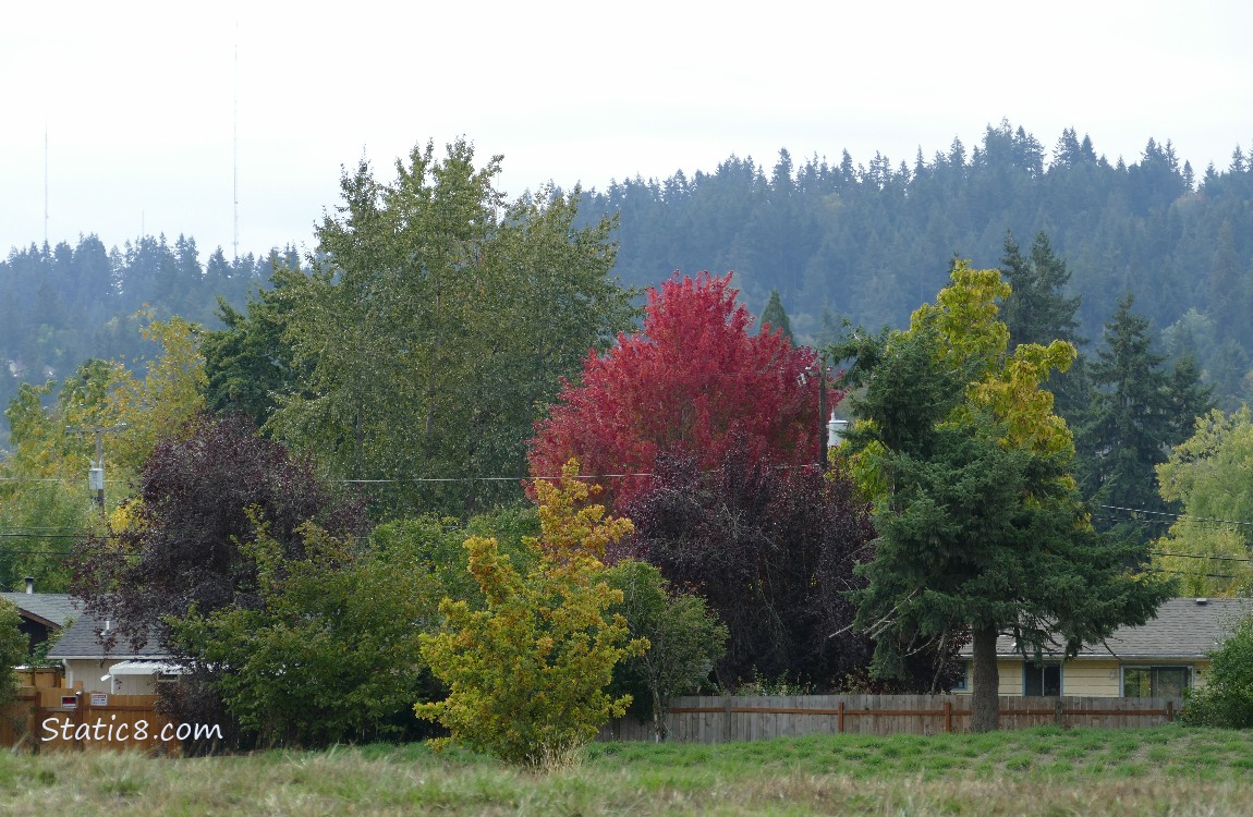 Autumn trees with fir trees in the distance