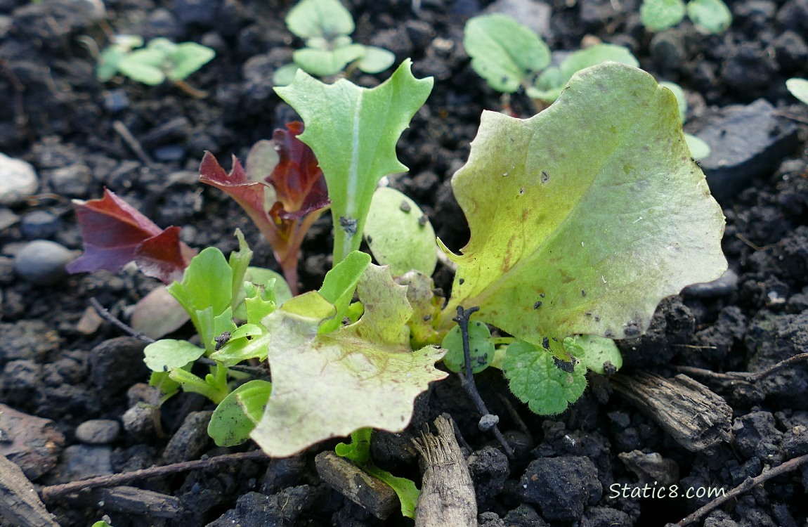 Lettuce seedlings growing in the dirt