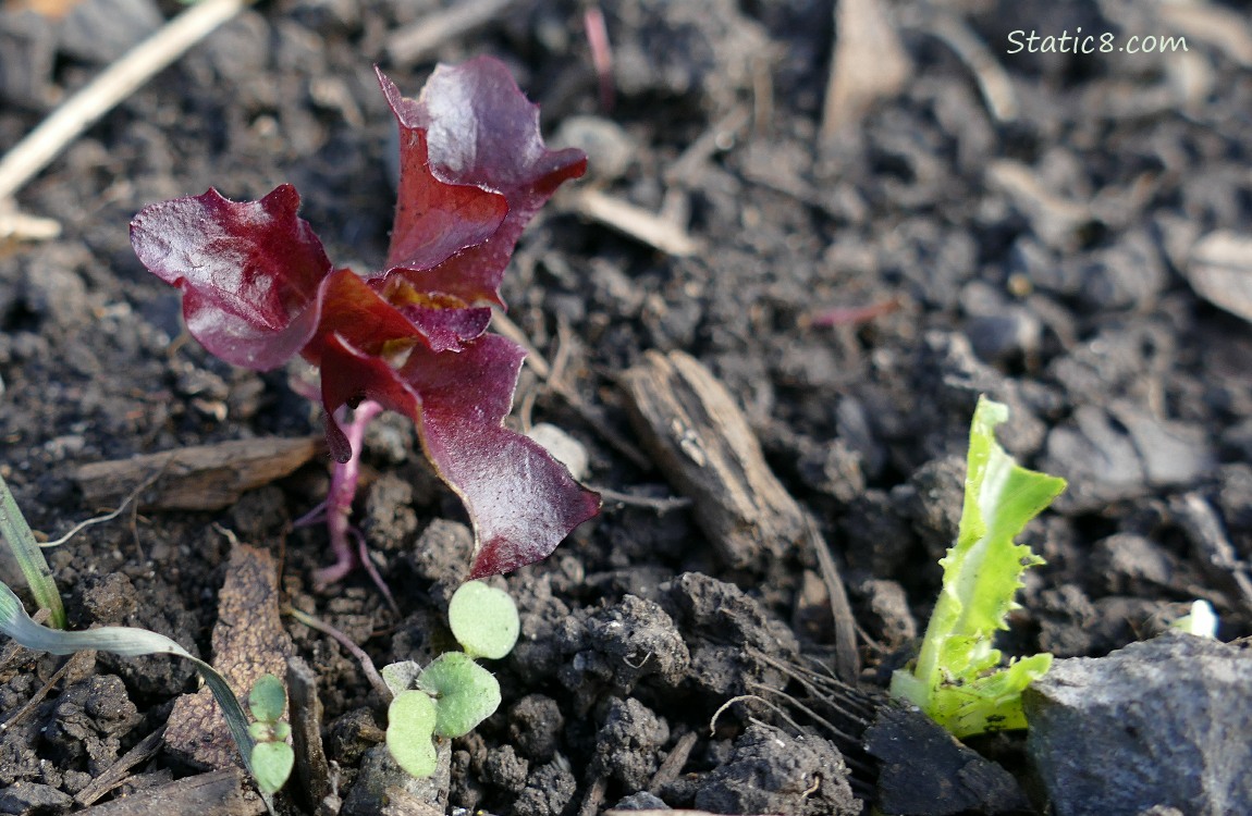 Lettuce seedlings growing in the dirt