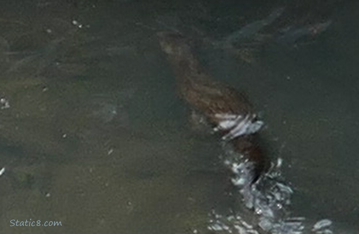 Mink dives down under the water