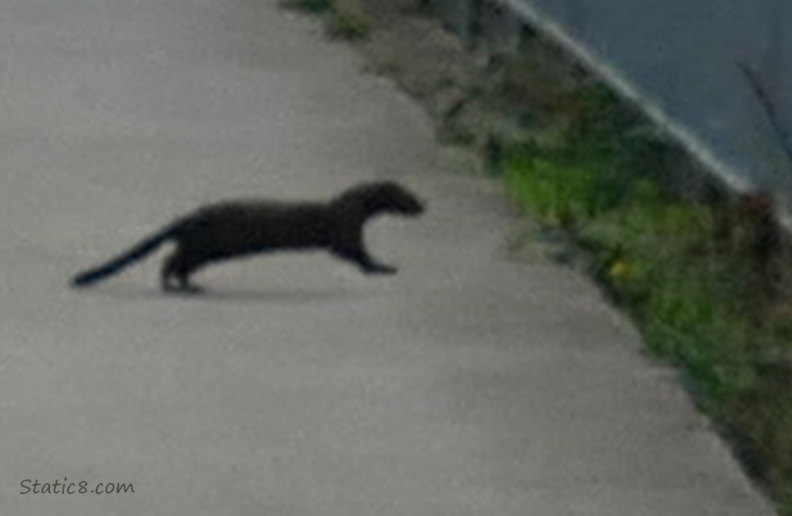 Mink running