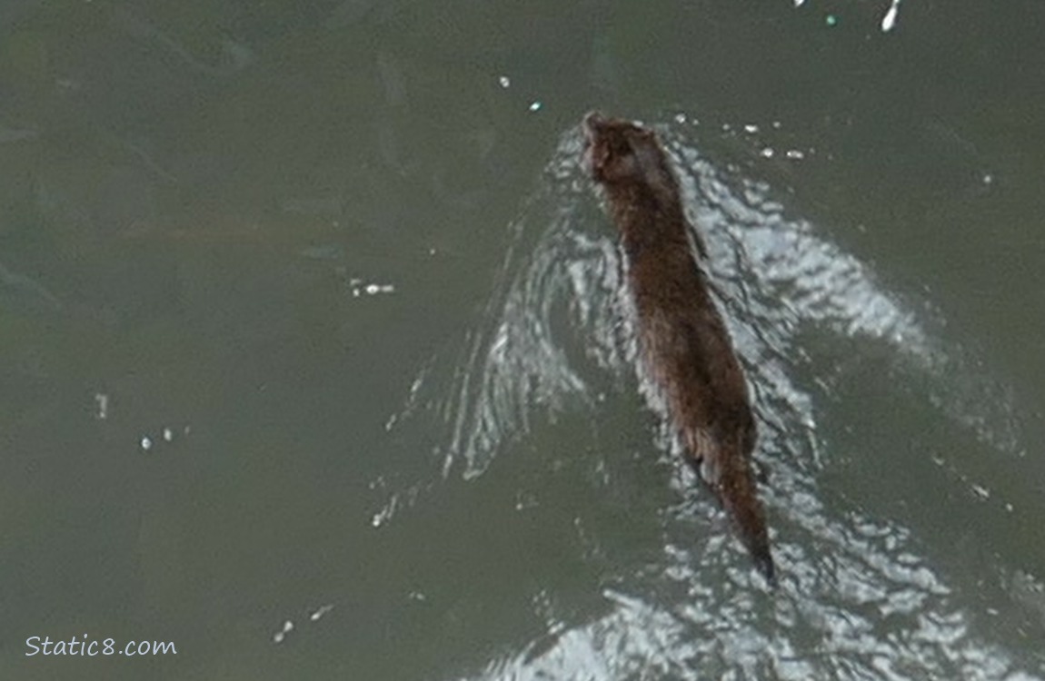 Looking down into the water where a mink is swimming