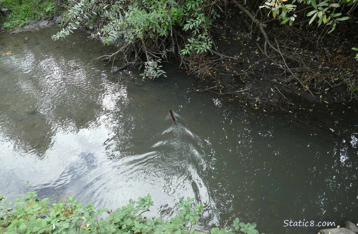 Mink swimming across the creek