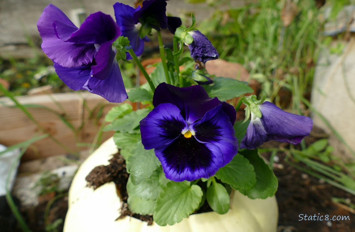 Dark purple Pansy blooms