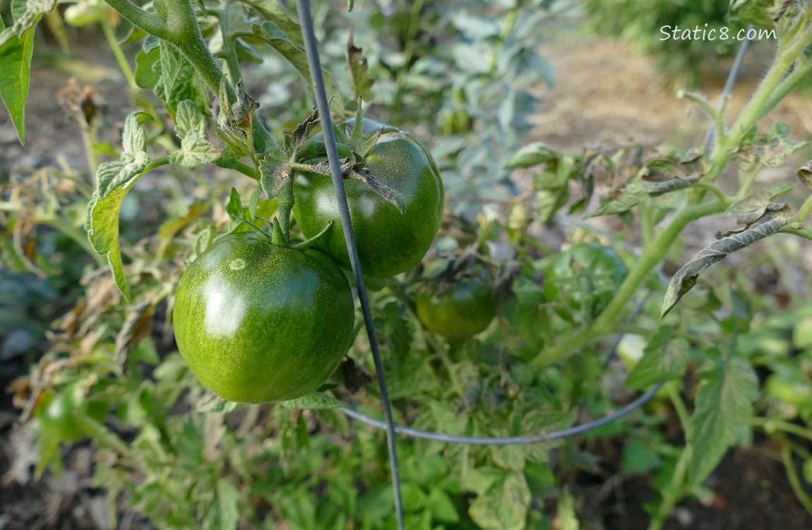 Green tomatoes growing on the plant