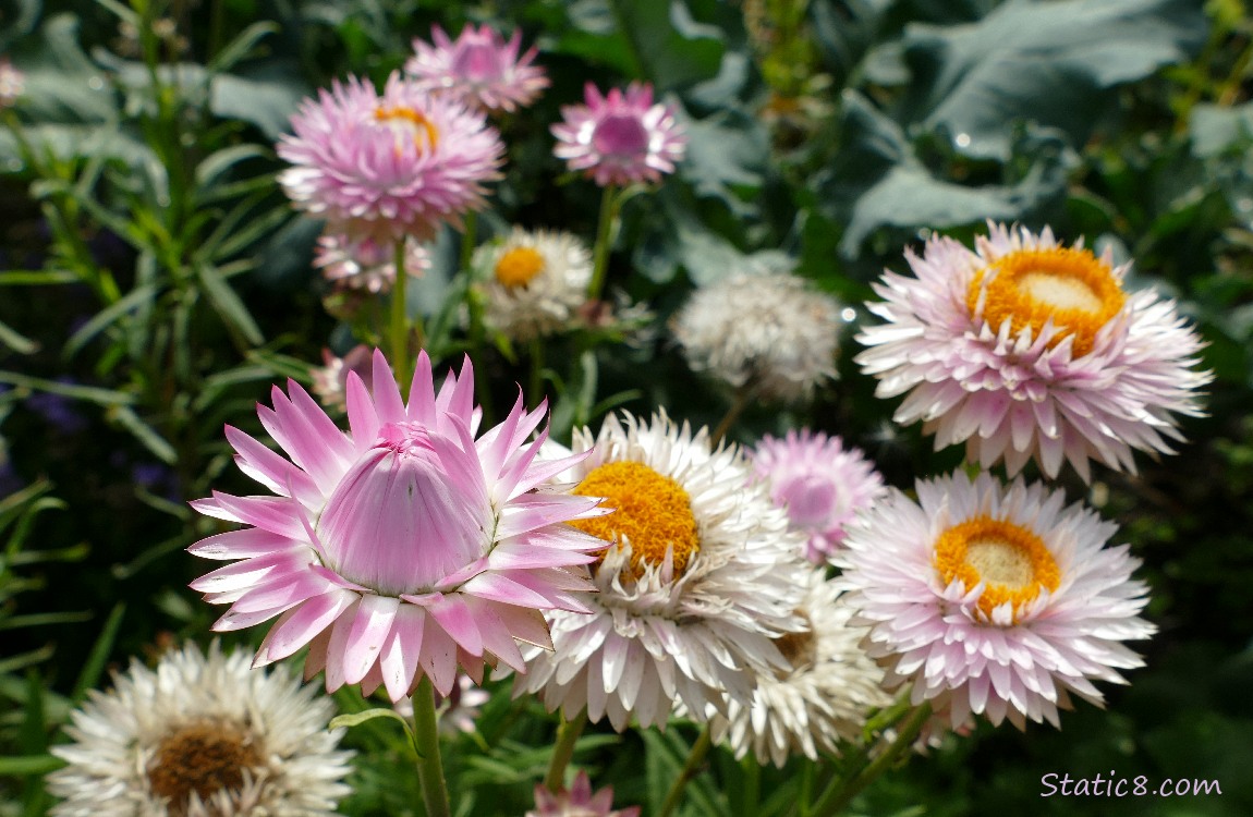 Pink Strawflower blooms