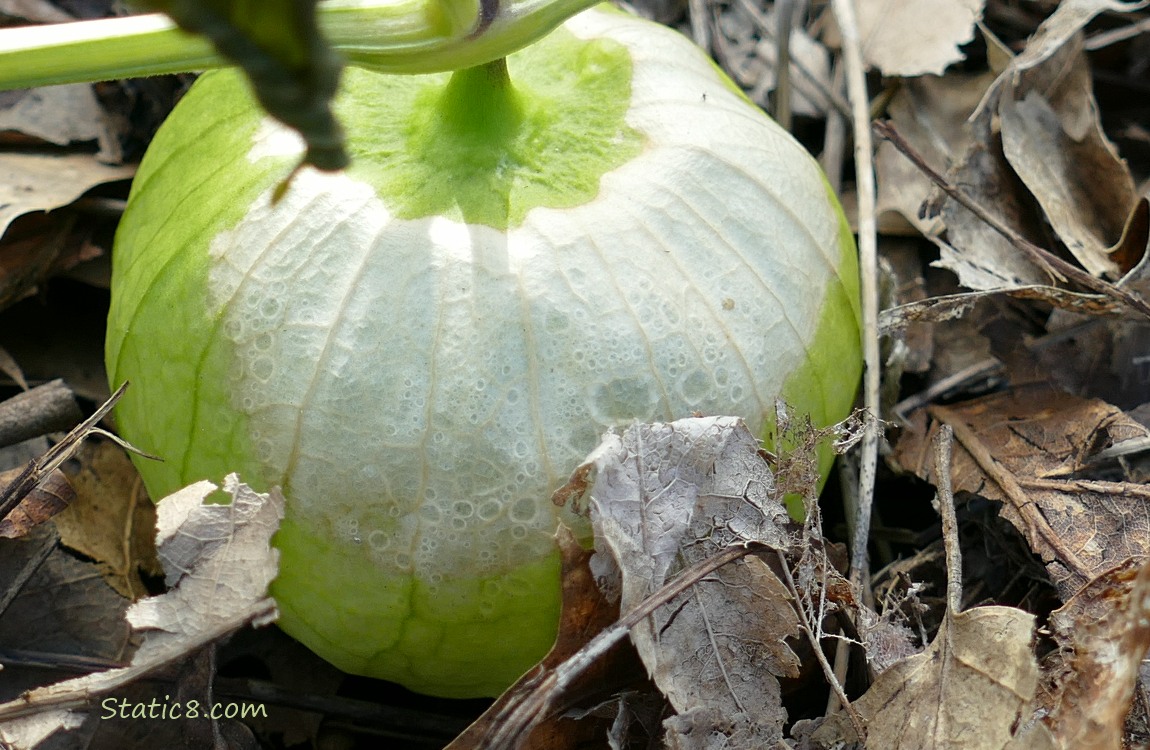 Tomatillo husk laying on the ground