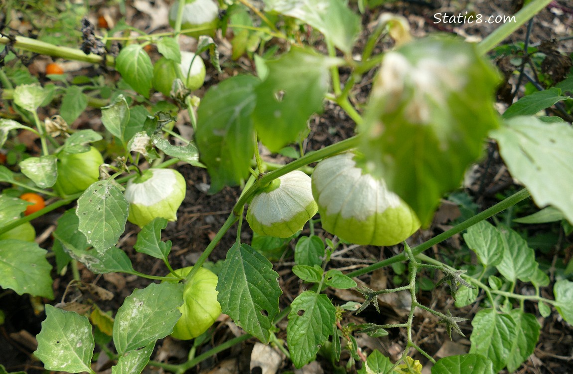 Tomatillo plant with fruits hanging from it