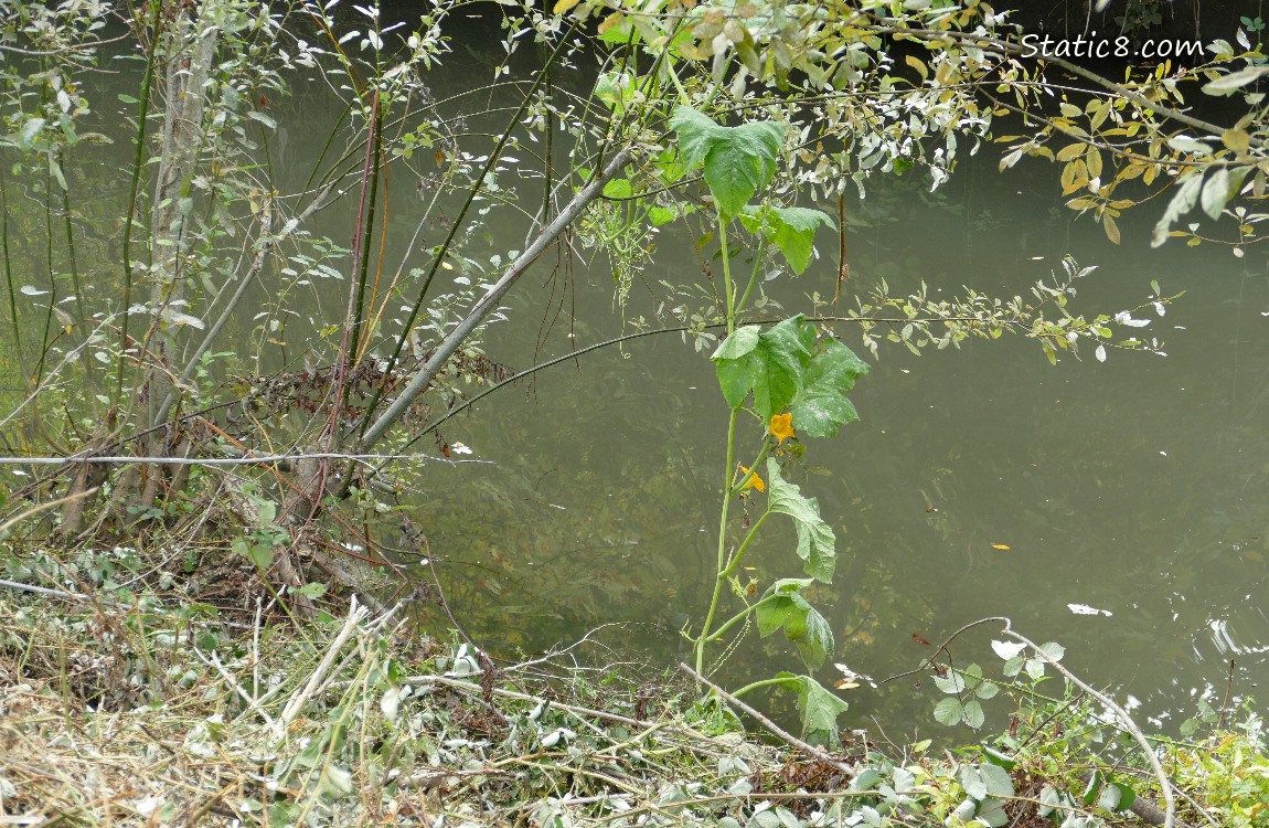 Squash plant hanging from trees next to the creek
