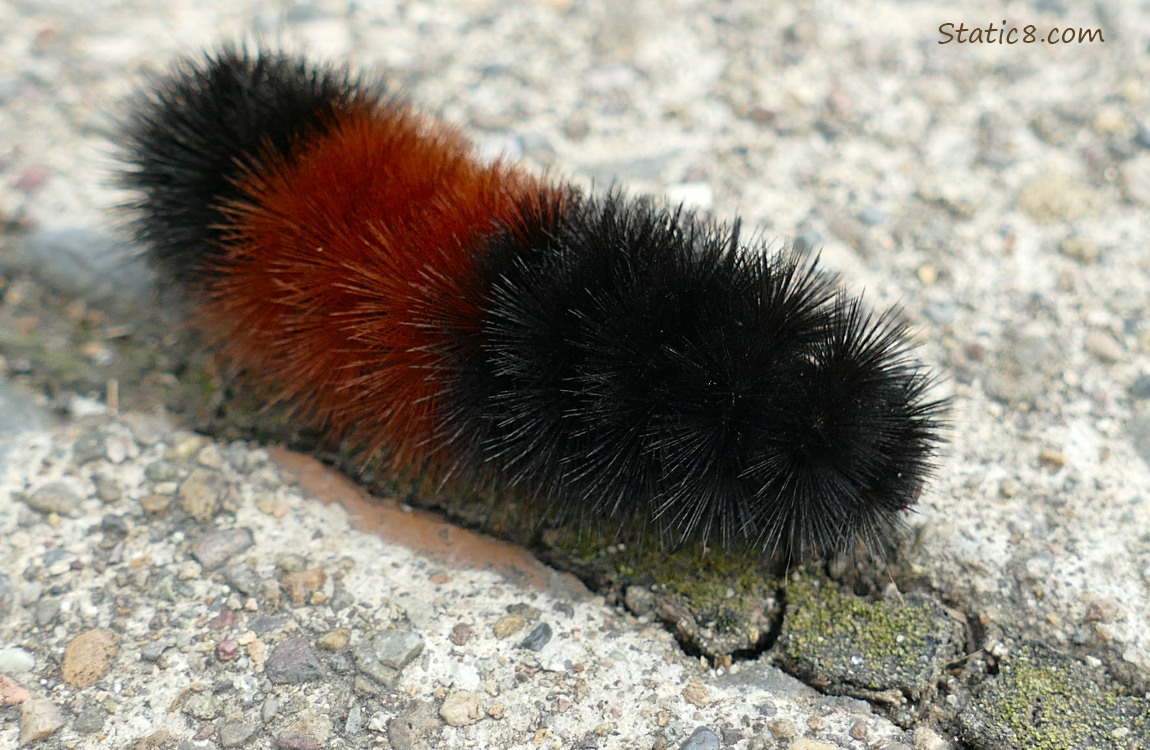 Woolly Bear Caterpillar walking on the sidewalk