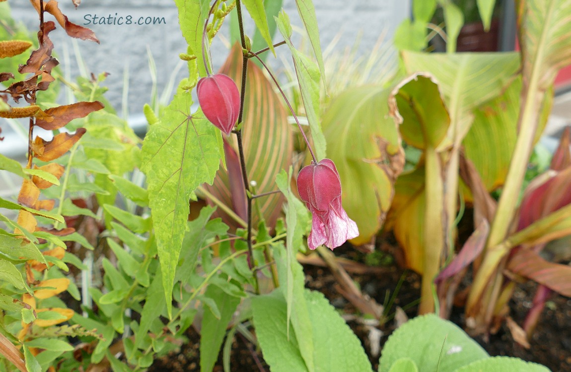 Brazilian Bellflower blooms with other plants