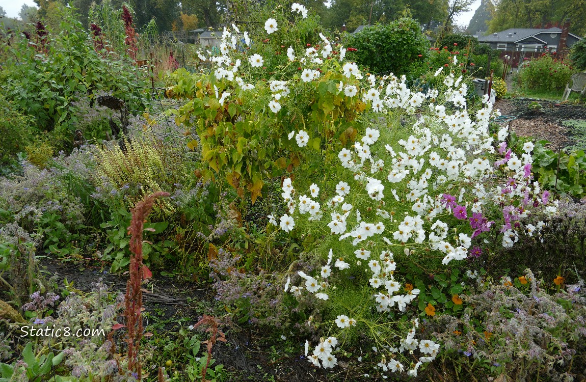 Garden plot with white Cosmos blooms