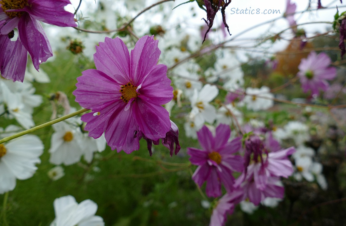 Red violet Cosmos blooms with white blooms