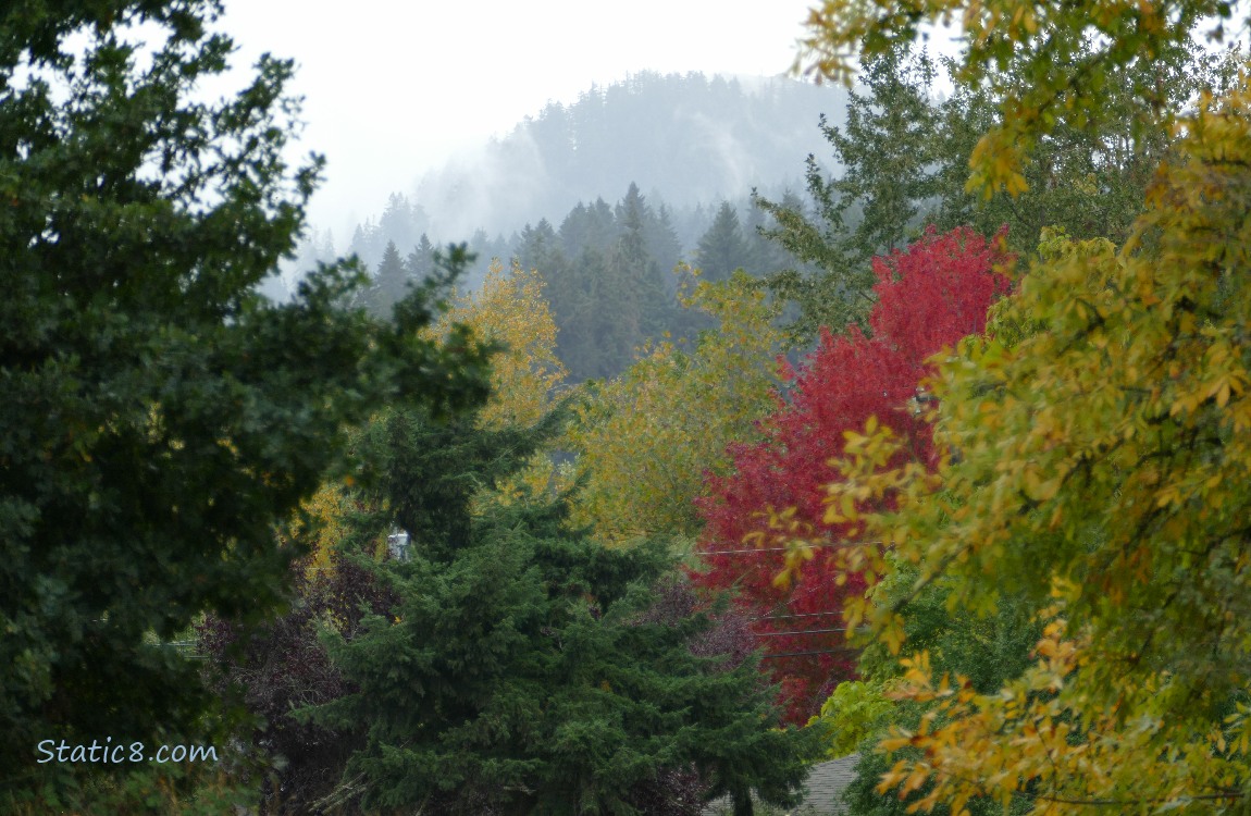 Autumn trees with hill in the distance