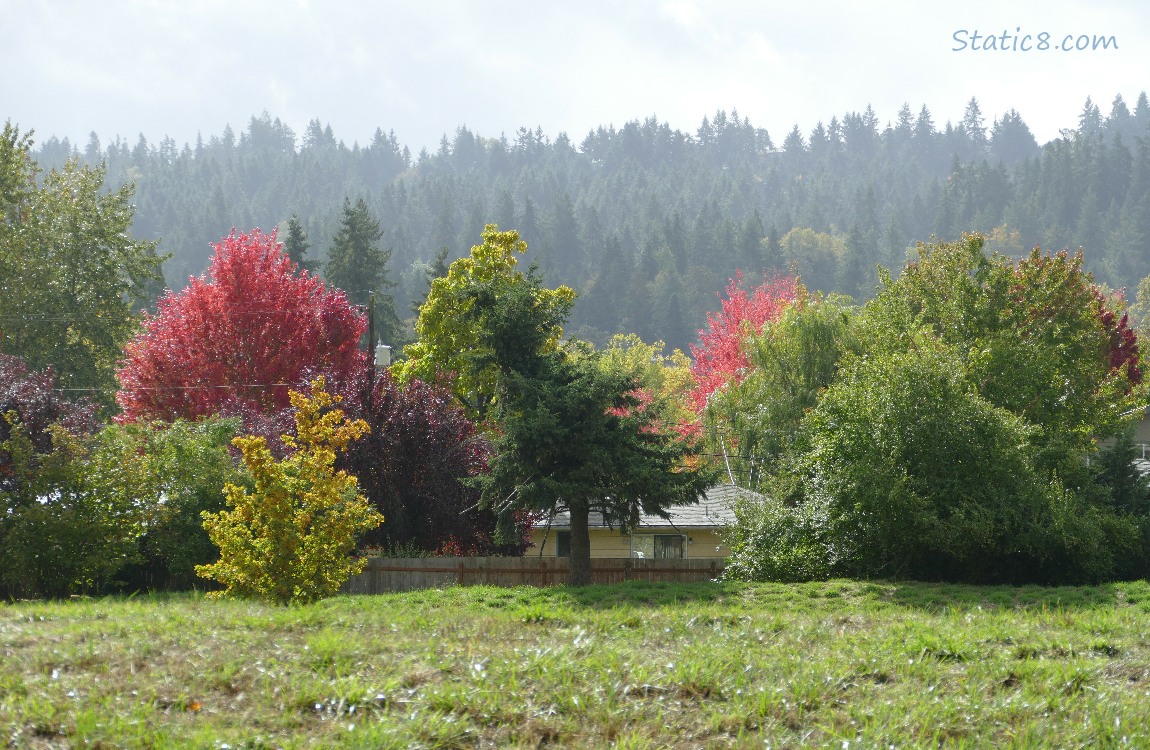 Autumn trees with fir trees in the distance