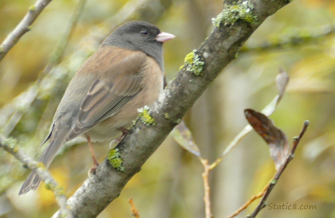 Junco standing on a twig