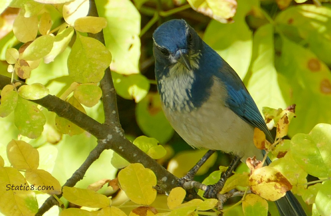 Scrub Jay standing on a twig, surrounded by autumn yellow leaves