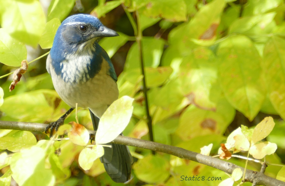 Scrub Jay standing on a twig, surrounded by autumn yellow leaves