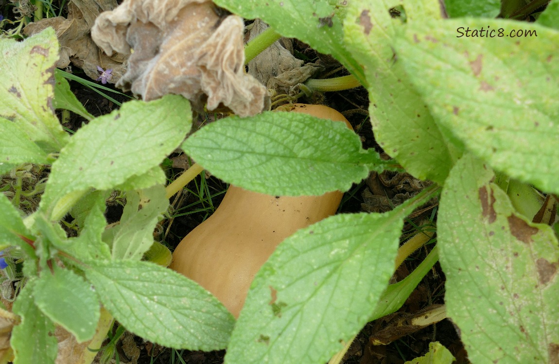 Butternut squash under borage leaves