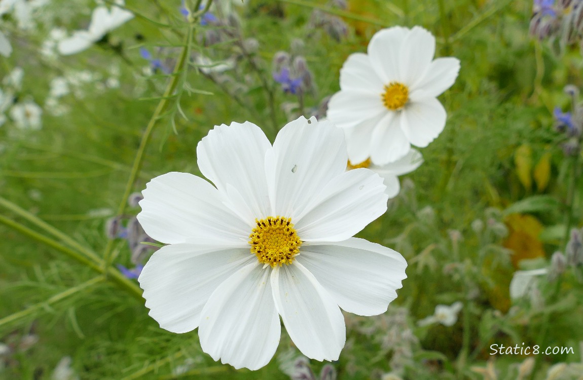 Two white Cosmos blooms