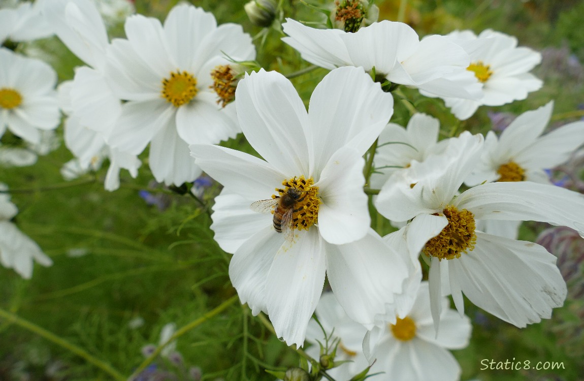 Honey Bee on a white Cosmos bloom, surrounded by other blooms