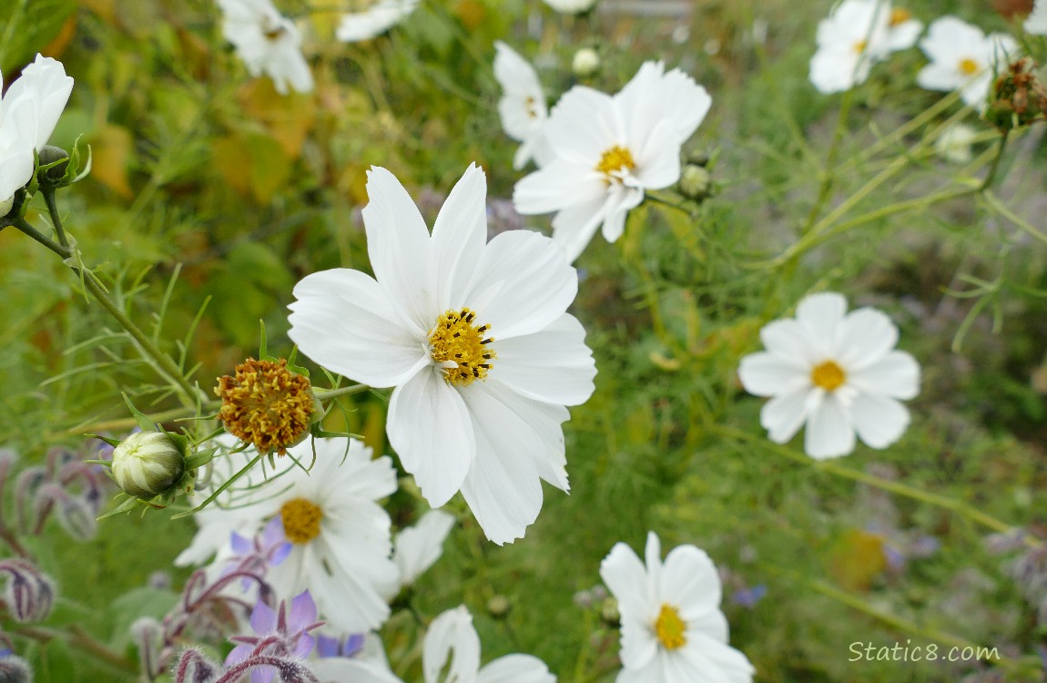 White Cosmos blooms