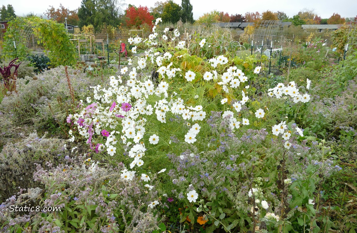 White Cosmos blooms in a garden