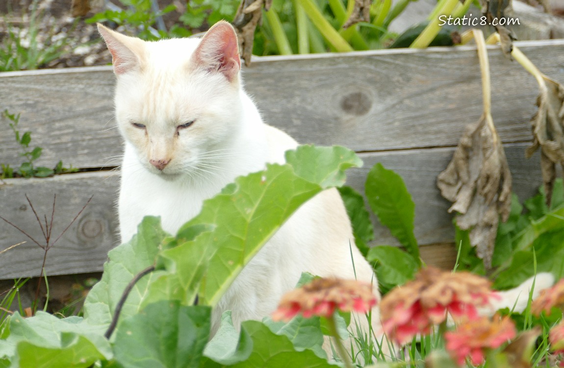 Cream coloured cat in the Community Garden