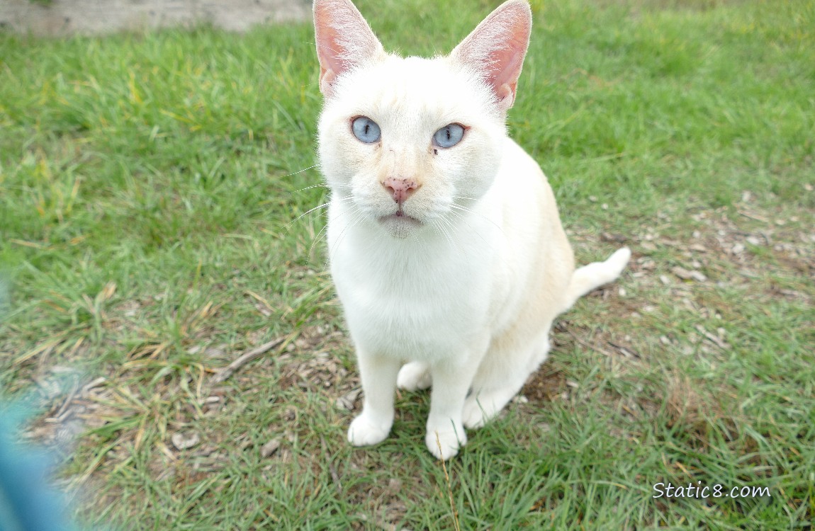 Cream coloured cat sitting in the grass