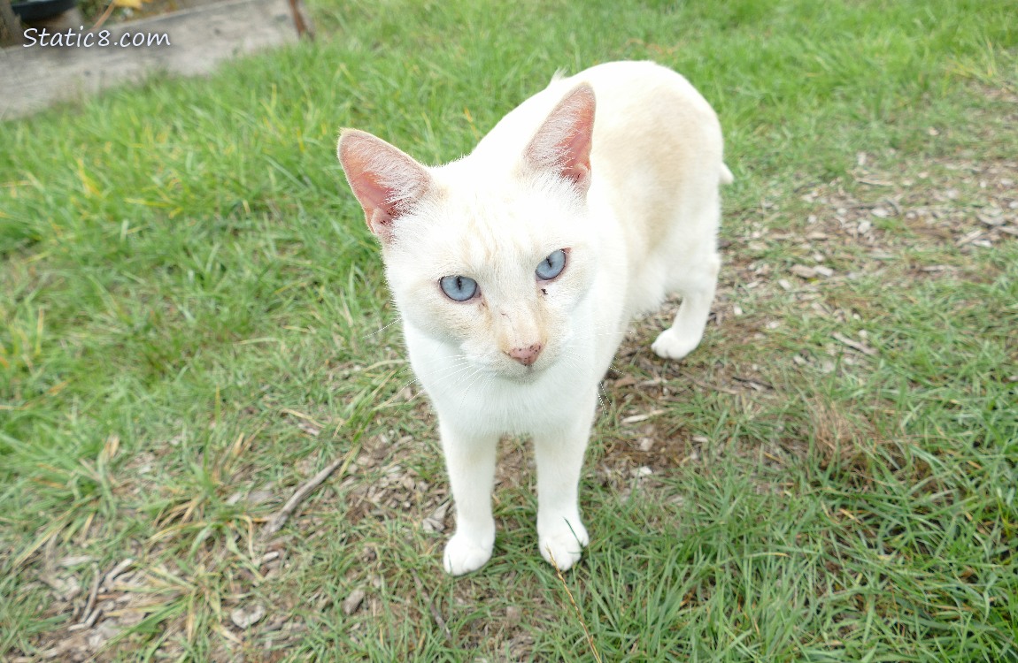 Cream coloured cat standing in the grass