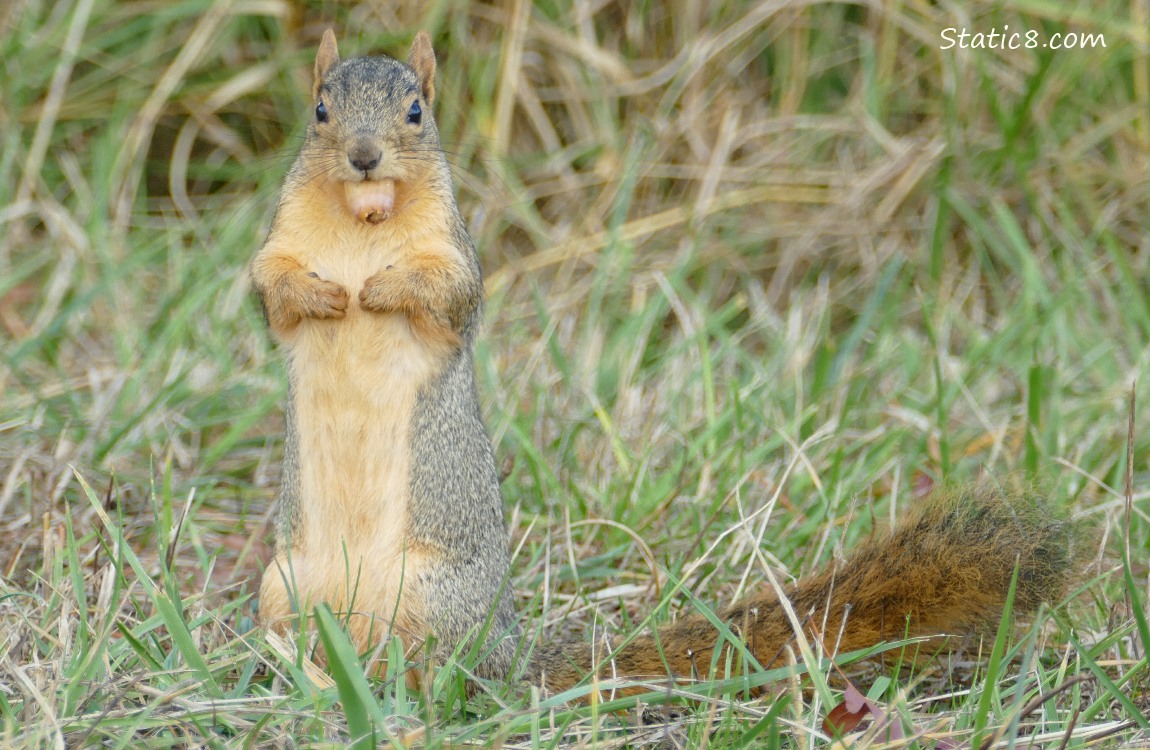 Squirrel standing in the grass, holding an acorn in their mouth