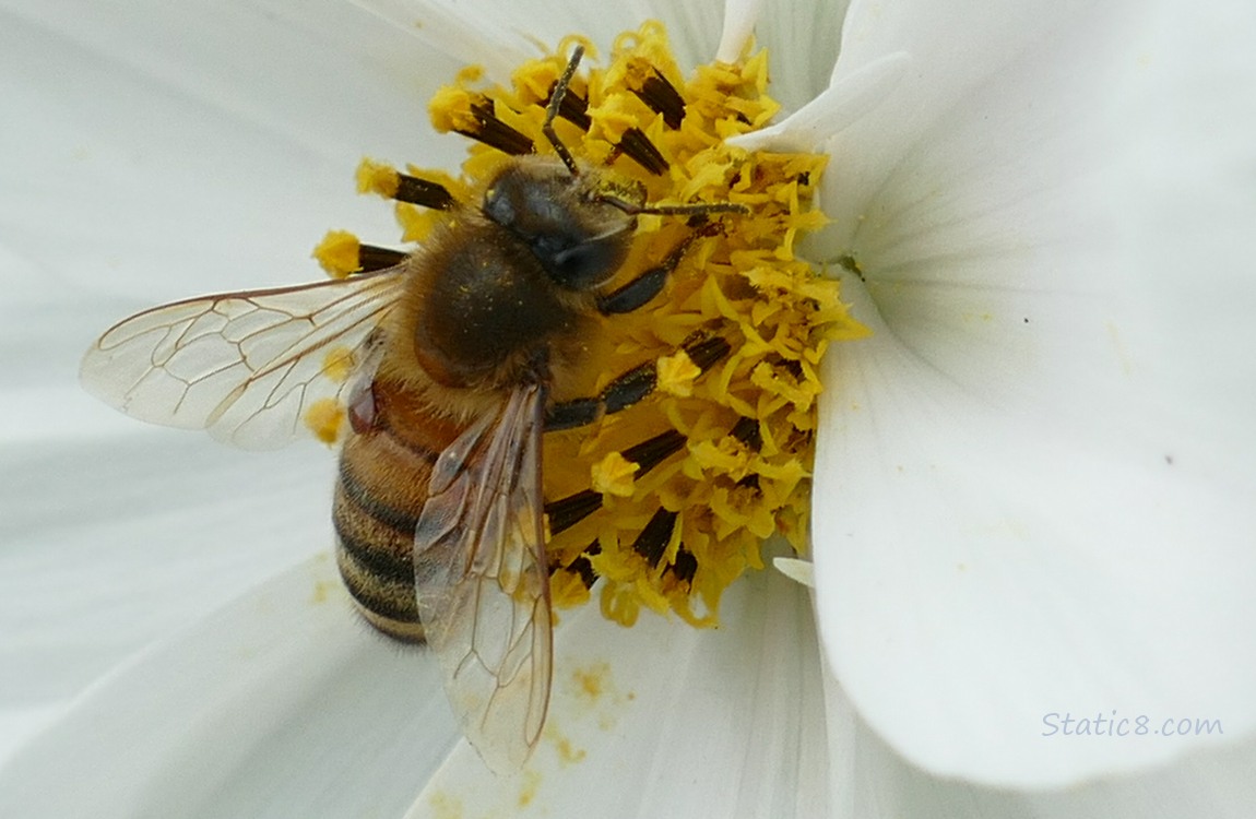 Honey Been on a white Cosmos bloom