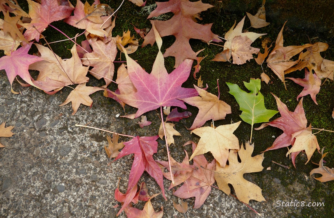 Fallen autumn leaves