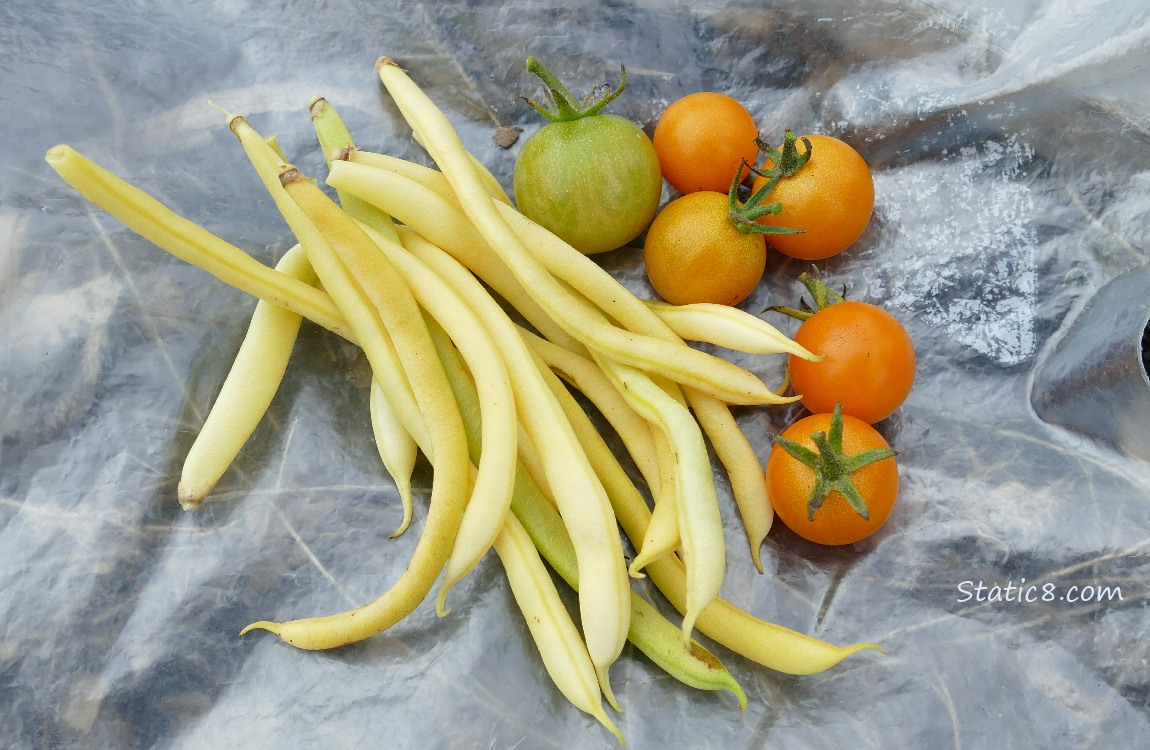 Harvested veggies on a ziplock bag