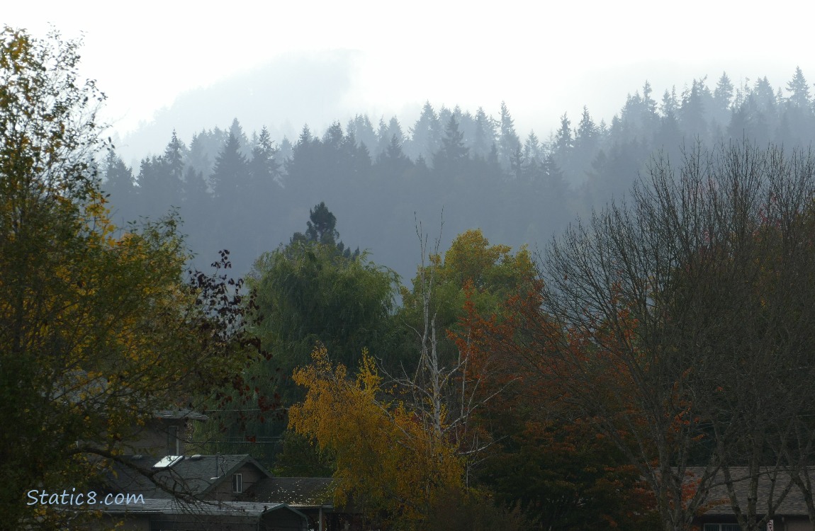 Autumn trees and fir trees on the hill in the distance