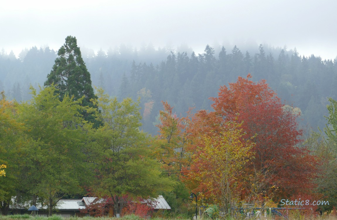 Autumn trees with fir trees in the distance