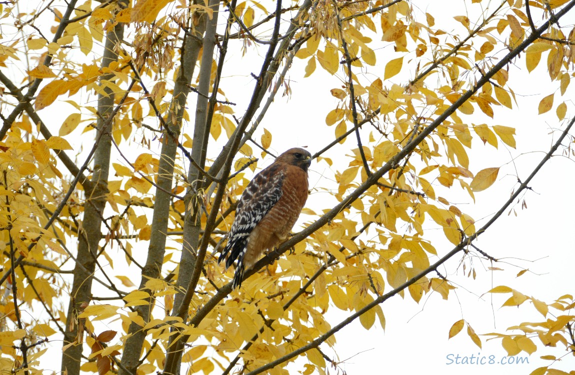 Red Shoulder Hawk standing in a tree with autumn yellow leaves