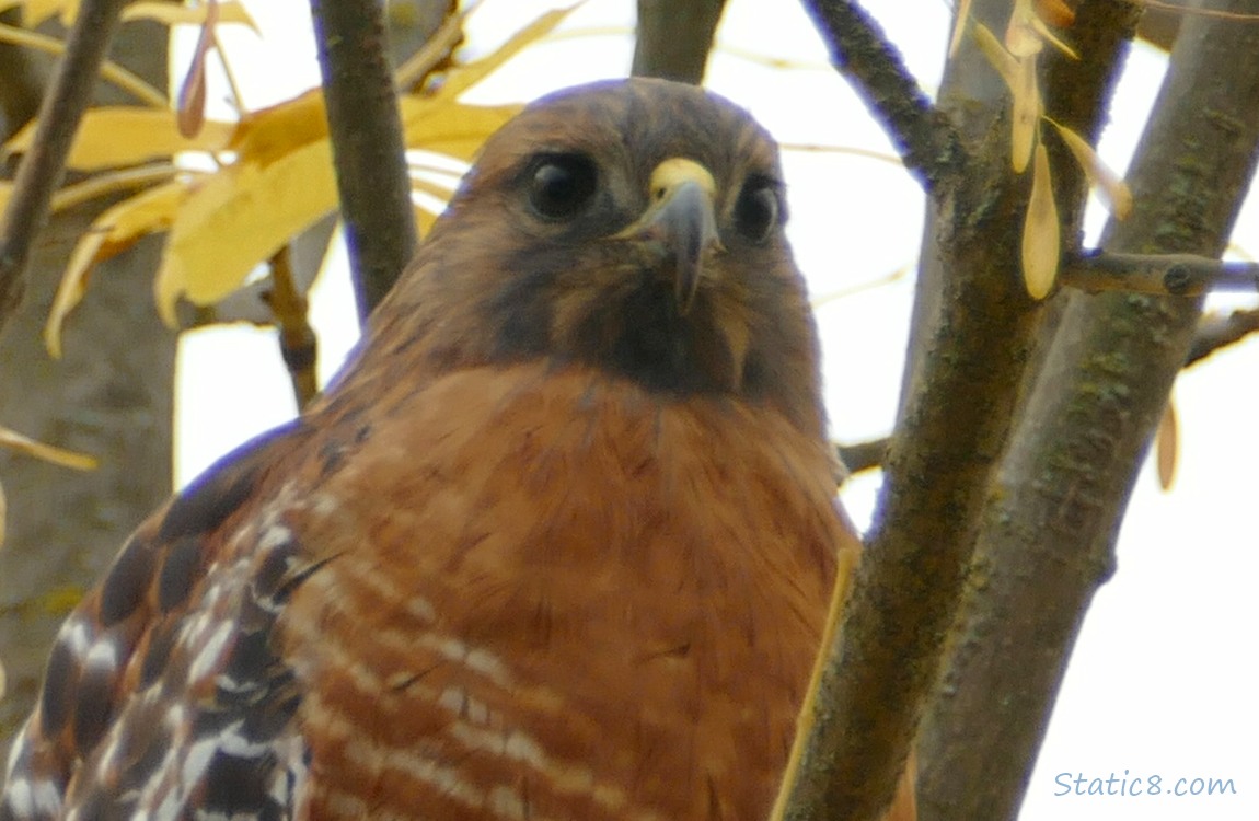 Close up of a Red Shoulder Hawk face
