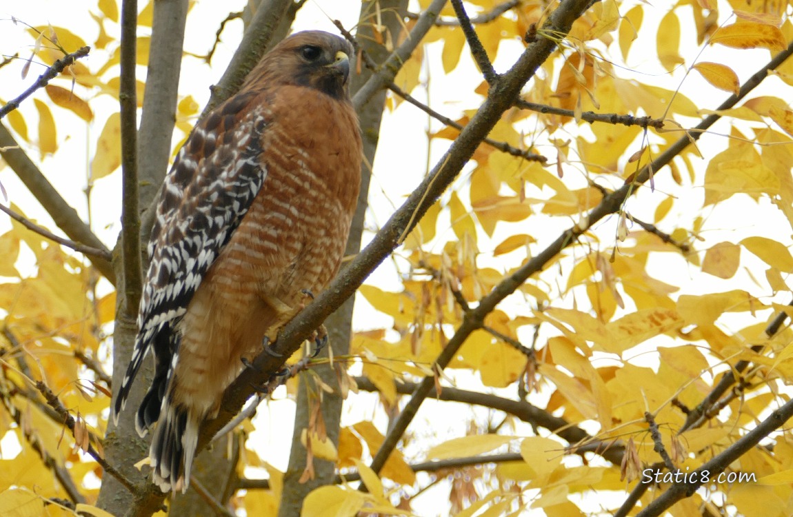 Red Shoulder Hawk standing in a tree with autumn yellow leaves