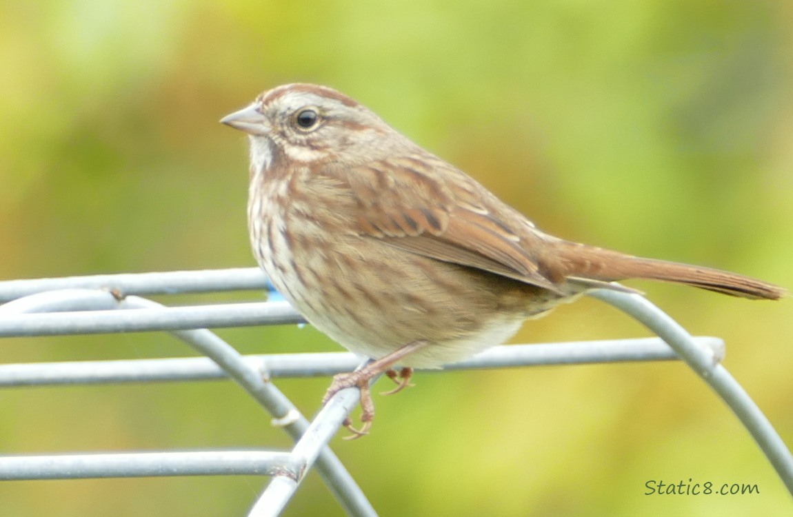 Song Sparrow standing on a wire trellis