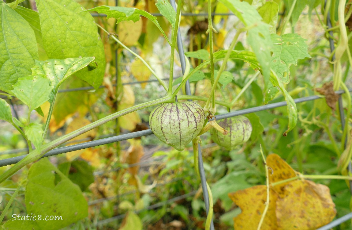 Tomatillos growing on the vine