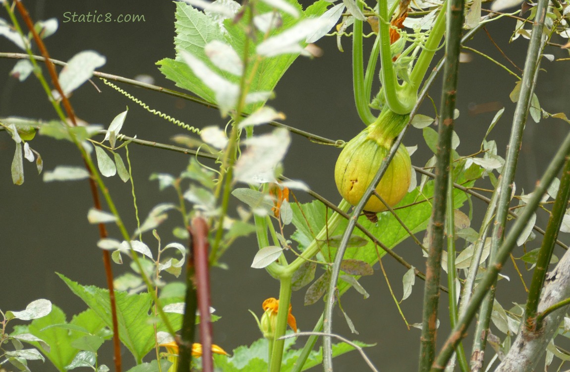squash fruit ripening on the vine