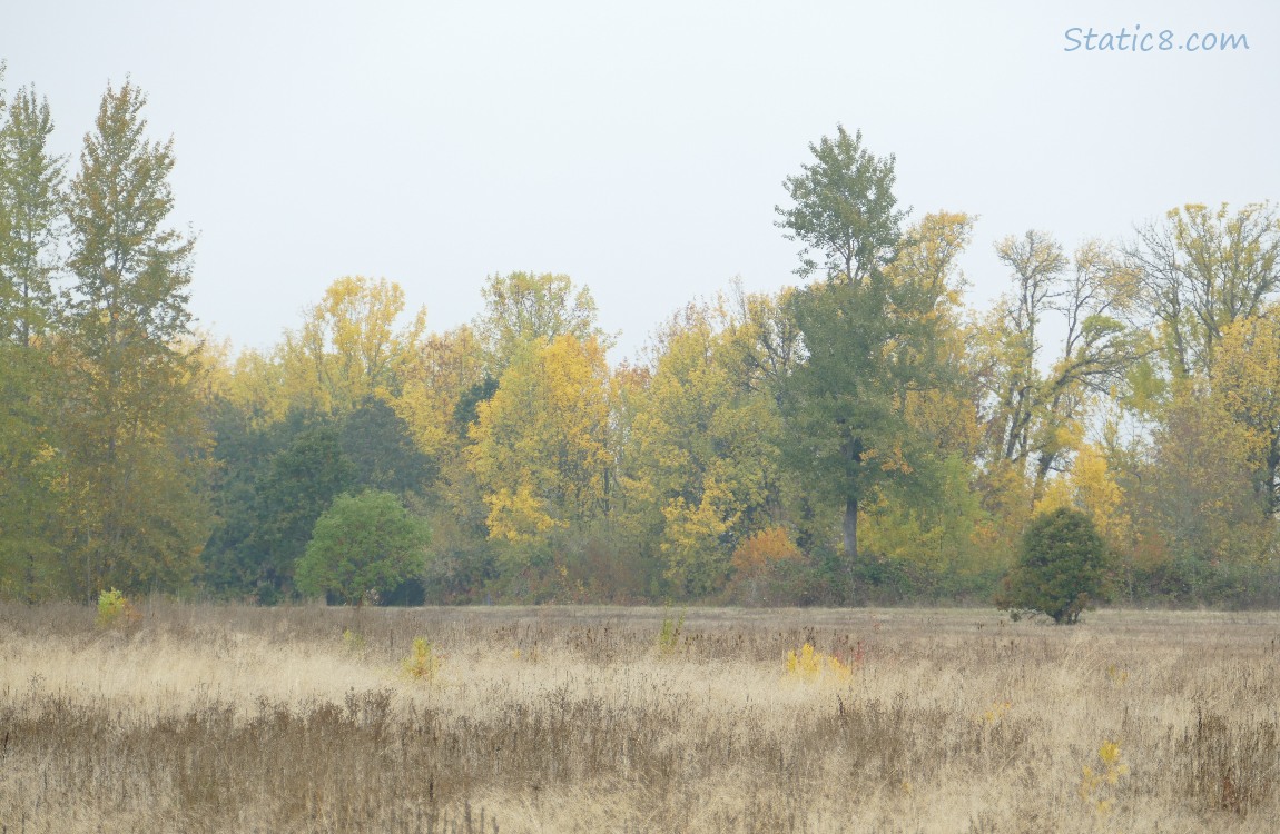 Autumn trees in the distance