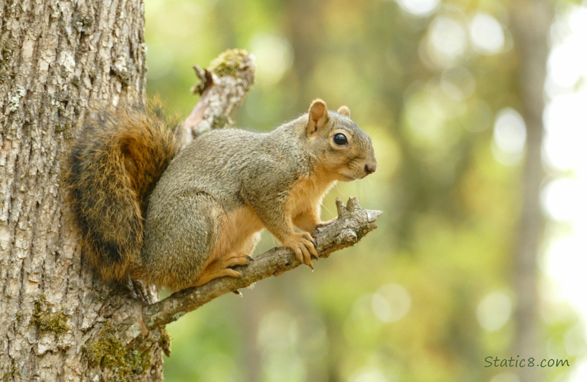 Squirrel sitting on a dead branch from a tree trunk