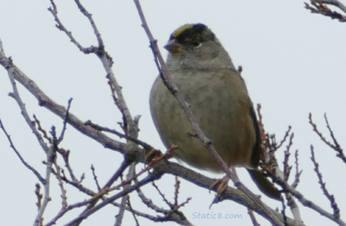 Golden Crown Sparrow standing in a winter bare tree