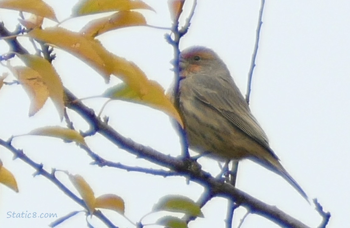 House Finch standing in a tree with autumn yellow leaves
