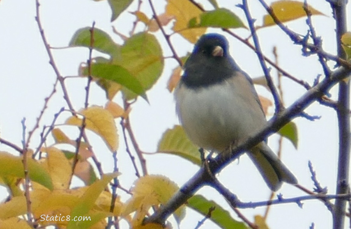Junco standing in a tree with autumn yellow leaves
