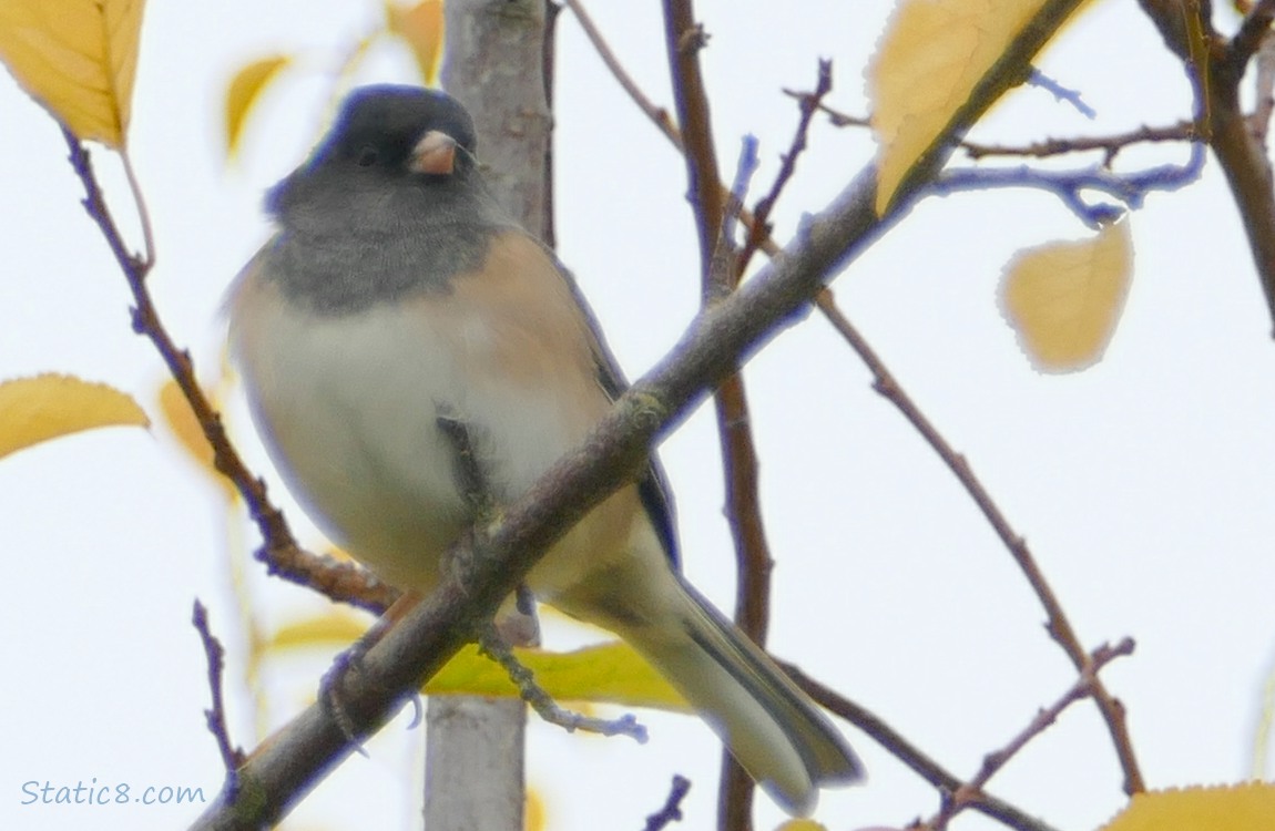 Junco standing in a tree with autumn yellow leaves