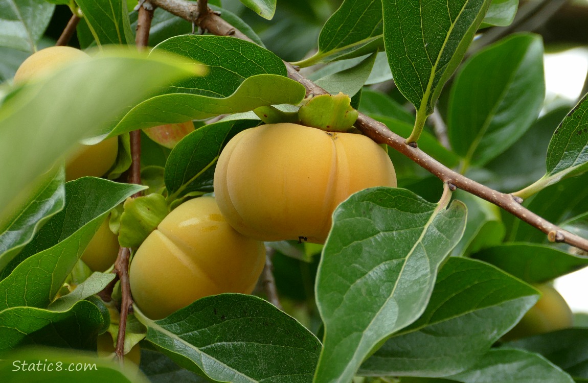 Persimmon fruits ripening on the tree