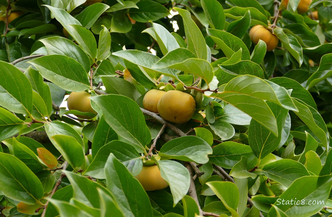 Persimmon fruis ripening on the tree